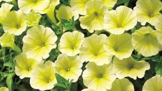 Production Tips for Growers Surfinia Petunias [upl. by Ahsir]