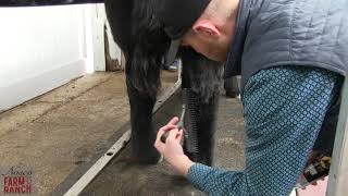 Complete Beef Cattle Fitting Tips from Nasco amp CD Show Cattle [upl. by Critta598]