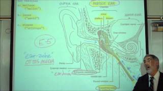 THE HUMAN SKULL PART 2 by Professor Fink [upl. by Ocimad559]