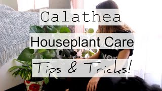 How to Care For Calathea Houseplants  Prayer Maranta Indoor Plant Care [upl. by Namolos]