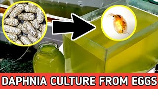 HOW TO HATCH DAPHNIA EGGS  HOW TO CULTURE DAPHNIA [upl. by Omolhs439]