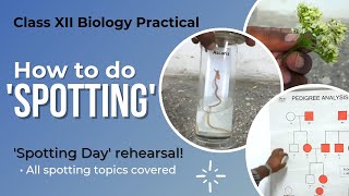 How to do SPOTTING  Biology Practical Class 12 [upl. by Riker383]