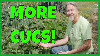 How to Grow MORE Cucumbers Expert Tips [upl. by Laraine]