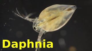 Daphnia [upl. by Dnalhsa]