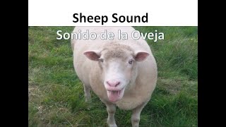 🐑 Sheep Sound Baa Farm Animals Noises  Sonido de la Oveja Bee Balido Animales de Granja [upl. by Waiter]