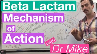 βlactam  Mechanism of Action and Resistance [upl. by Ak]