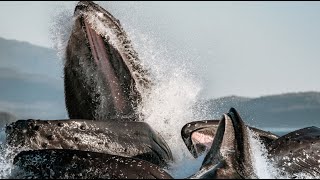 How whales mate  marine mammal adaptations  Prof TRACEY ROGERS UNSW Sydney Australia [upl. by Intruoc294]