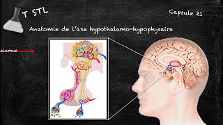 Capsule n°21  laxe hypothalamohypophysaire [upl. by Appleton553]