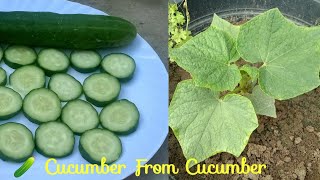 How To Grow Cucumber From Cucumber [upl. by Tamma]