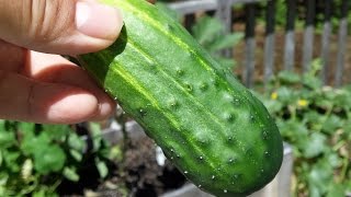 How to grow and Harvest Pickling Cucumbers [upl. by Martel489]