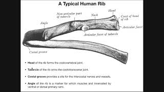 Costal Facets Demifacets and RibVertebral Articulations [upl. by Lyrehs481]