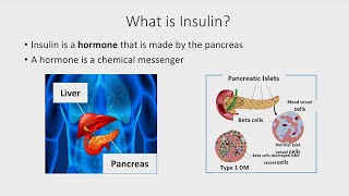 The Basics of Insulin [upl. by Dymphia823]