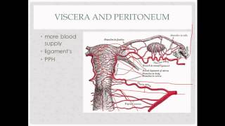 anatomy review  for OB GYN rotation [upl. by Anreval]