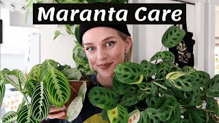 Maranta Plant Care  Propagation 🌿 [upl. by Ehcadroj]