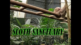 SELVATURA PARK SLOTH SANCTUARY [upl. by Knutson358]