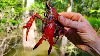 2500 mile Fishing Adventure  PART 3 Fishing Louisiana Catfish Frogs and Crawfish [upl. by Fife101]