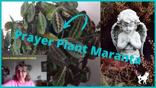 Repotting Maranta Prayers Plant HousePlant [upl. by Marka223]