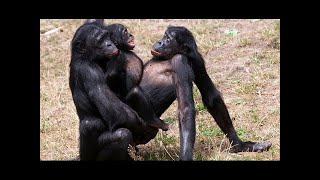 Animals Mating  Amazing Wildlife Mating Documentary [upl. by Ulda]