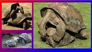 GIANT TURTLES  MATING VERY LOUDLY [upl. by Nirik188]