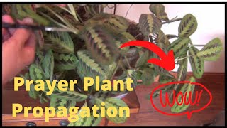 Propagating the Maranta Prayer Plant Houseplant  How to Propagate Prayer Plant House Plant [upl. by Allimac546]