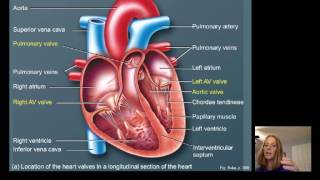 Lecture16 Cardiac Physiology [upl. by Granthem]