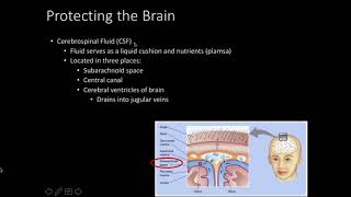 Choroid plexus Plexus Choroideus  Human Anatomy  Kenhub [upl. by Olaf405]