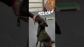 Have Fun Muzzle Training Your Dog dogtrainingtips [upl. by Emiatej]