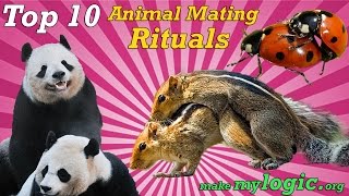 Top 10 Crazy Animal Mating Rituals [upl. by Dow480]