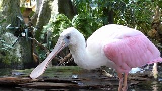 Spoonbills Feeding FYV [upl. by Auoy528]