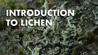 An Introduction to Lichen [upl. by Onidranreb]