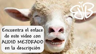 🐑 Cosas que no sabías de las Ovejas  🧐 Curiosidades de los animales 💚 [upl. by Efioa]