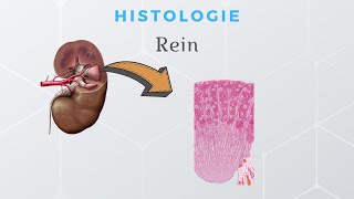 Histologie du Rein [upl. by Draude791]