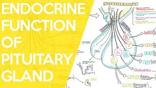 lacrimal apparatus anatomy 3d  anatomy of lacrimal apparatus  lacrimal gland anatomy [upl. by Sessilu516]