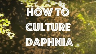 How To Culture Daphnia Magna [upl. by Ennoid]