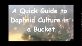 How to culture daphnia outside [upl. by Eilime25]