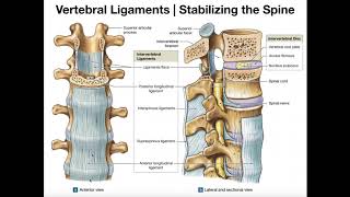 The Major Ligaments of the Spine [upl. by Anna-Diane]