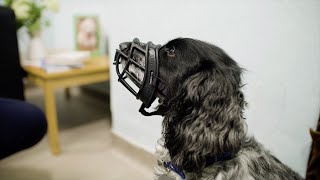 Muzzle Training Your Dog  The Battersea Way [upl. by Luisa638]