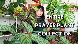 Prayer Plant Collection  16 Prayer Plants  Stromanthe Maranta Calathea Ctenanthe [upl. by Straub493]