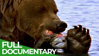 Majestic Bears of Alaska amp British Columbia  Free Documentary Nature [upl. by Abbye790]