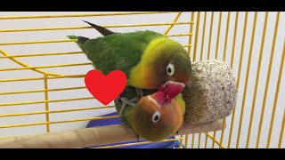 Fischers Lovebird Mating Ritual [upl. by Lubow]