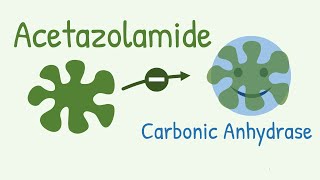 Mechanism of Action of Acetazolamide  a Carbonic Anhydrase Inhibitor [upl. by Enrev55]