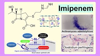 imipenem [upl. by Dam542]