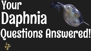 Daphnia Questions Answered [upl. by Sharman]