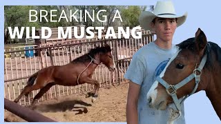 BREAKING A WILD MUSTANG MAKING COLLEGE MONEY [upl. by Etnauj]