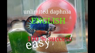 daphnia moina culture Easy way Unlimited production English  with sub Green water Chlorella [upl. by Nevaed]