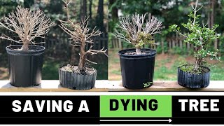 How to save a dying ficus bonsai  The Bonsai Supply [upl. by Mcilroy]