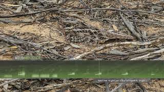 Spotted Nightjar Calls amp Sounds [upl. by Akamahs452]