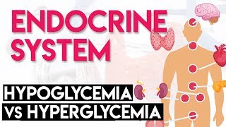 Hypoglycemia vs Hyperglycemia  Endocrine System Part 3 [upl. by Lrigybab]