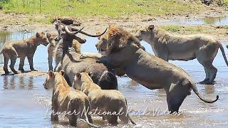 Ultimate Kruger National Park Wildlife Documentary Episode 1 [upl. by Aeneus]