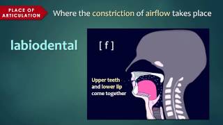 Introduction to Articulatory Phonetics Consonants [upl. by Ahgiela]